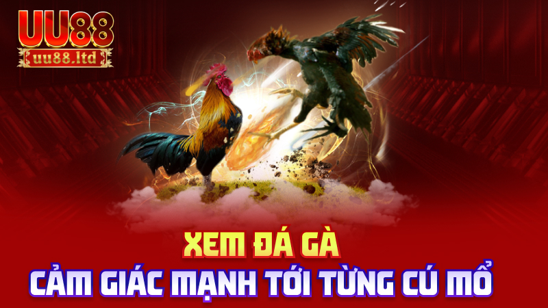 Xem đá gà – cảm giác mạnh tới từng cú mổ